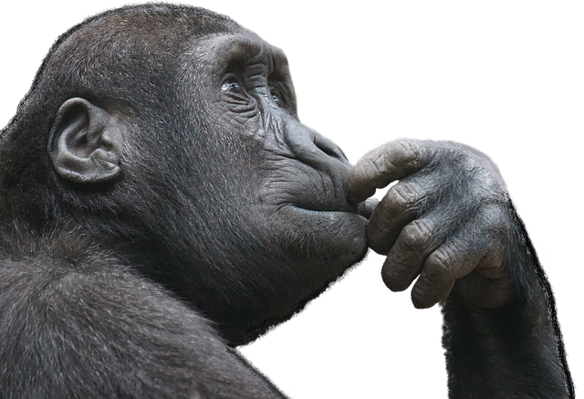 chimpanzee thinking chimp